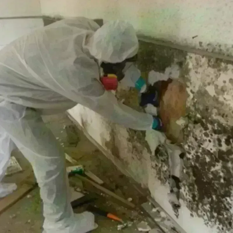 Mold Remediation and Removal in Bryant, AR